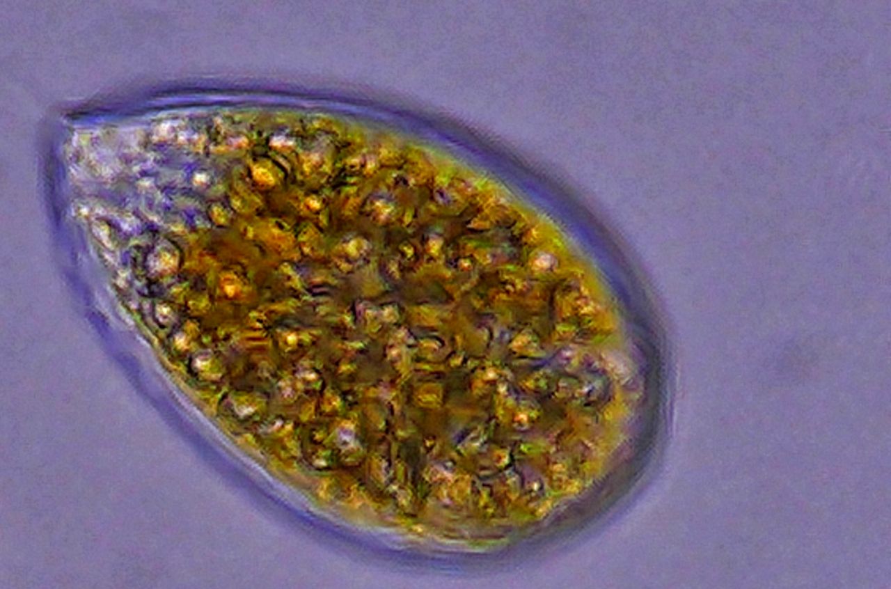 Ostreopsis ovata, la sentinella del Mediterraneo che cambia